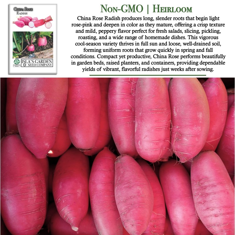 China Rose Pink Radish Seeds (Raphanus sativus) – 125+ Non-GMO