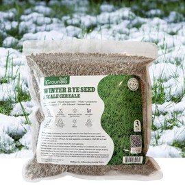 Groundio Winter Rye Seeds, 3lbs Non-GMO Cover Crop Seeds, Annual Secale Cereale to Plant for Lawn Alternative, Rye Grass Seed Grown in The USA