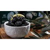 MARMARABIRLIK - Kuru Sele - Turkish Dried Black Olives 3XS