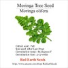 Moringa olifera - 10 Seeds (Organically Grown)