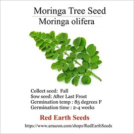Moringa olifera - 10 Seeds (Organically Grown)