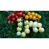 RAISE ME UP: Seeds Italian Ice Cherry Tomato White Indeterminate