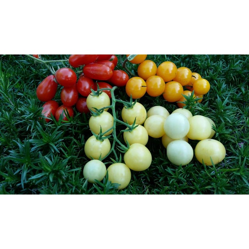 RAISE ME UP: Seeds Italian Ice Cherry Tomato White Indeterminate