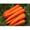 Giant Carrot Seeds Red Vegetable for Planting Giant Non GMO