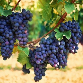 100+ PCS Heirloom Purple Concord Grape Vine Seeds for Lush Fruitful Gardens Perfect for Growing Your Own Grapes Seed for Planting