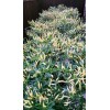 Home-Growth Hot- Crunchy White Eagle Claw Chili Pepper - 30