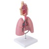 Respiratory System Model with Removable Heart Human Lung Anatomical Display