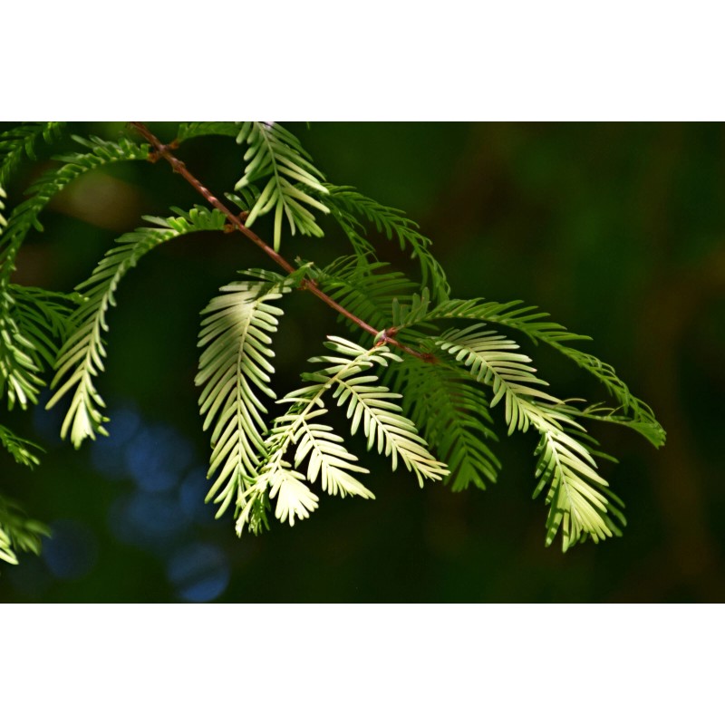 The Jonsteen Company Dawn Redwood | Small Tree Seedling |