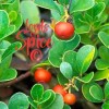 100% Pure Uva Ursi Leaf (Arctostaphylo - 2 oz