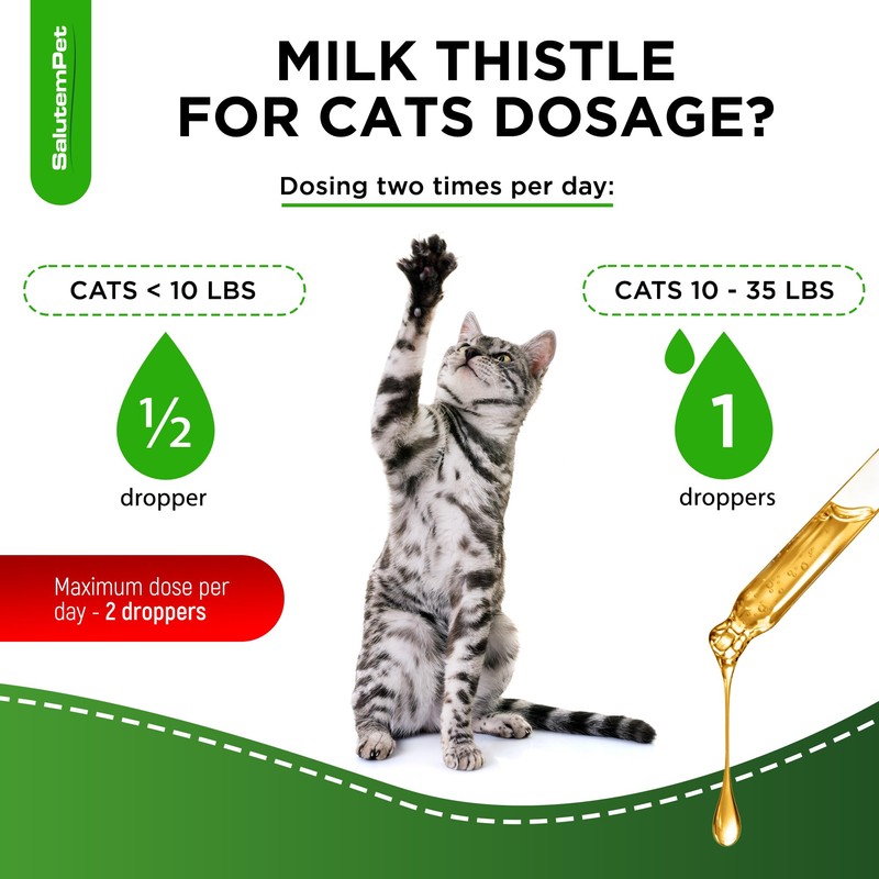 Сat Kidney Support | Milk Thistle for Cats | Herbal