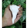 ASHIRWAD Dakshinavarti Original Shankh Valampuri Sangu Lakshmi Shankh Conch Shell