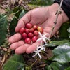Rounton Coffee Roasters | 250g Green Colombian Unroasted Coffee Beans