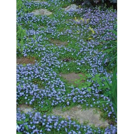 Perennial Farm Marketplace Mazus reptans (Creeping Blue) Groundcover, 1 Quart, Bright Bluish Colored Flowers
