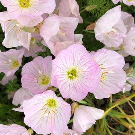 Eden Brothers Showy Evening Primrose Seeds