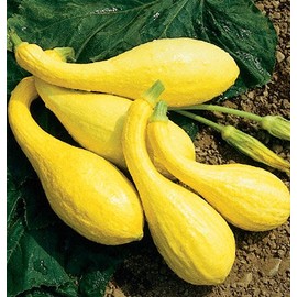Organic Heirloom Yellow Crookneck Squash 25+ Seeds