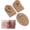 3D Nose and Mouth Model Silicone Ear Model Simulation Display