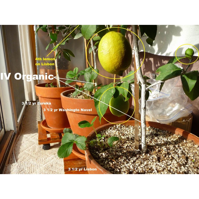 IV Organic White Wash, 1 Pint (WHITE)