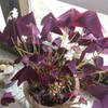 Oxalis Triangularis 10 Bulbs - Purple Shamrocks Lucky Lovely Flowers