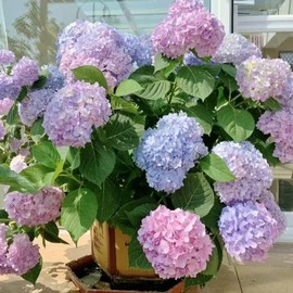 500 semillas de hortensia, variedad de bola de flores gigantes, arbusto perenne de hoja perenne, adecuado para reverdecer jardines y decoración en macetas de balcones.