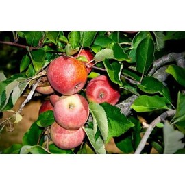 Stayman Winesap Apple Trees Bareroot 2-3 feet tall-Sweet, Spicy Fruit-Bears in 2-5 Years!! (1)