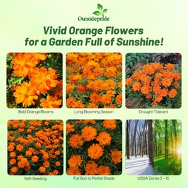 Outsidepride Mandarin Cosmos Sulphureus Seeds - 100 Pcs Annual, Pollinator-Friendly & Drought Tolerant Flower Seeds for Planting w/Vibrant Double Blooms for Low Maintenance Landscaping & Xeriscaping