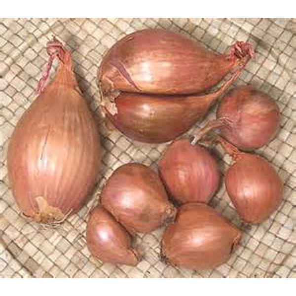 Shallots, 1 Pound, Freshly Harvested, Large to Medium Size, Restaurant Qulaity, Great for cooking with a succulent flavor, a gourmet delight.The amount of shallots depends on size & weight shallot.