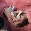 Safari Ltd. Nanny Goat Figurine - Lifelike 3.25" Model Figure