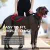 Canny Collar No Pull Dog Head Collar, Lead Training Head