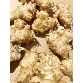 Springplant Jerusalem Artichoke Tubers - Individual Tubers For Planting - Sunchokes Sunroot - 5 OZ