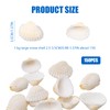 TULEBOLIAN 150 Pcs Small Tiny Sea Shells, 0.98-1.37in, Natural Seashell,