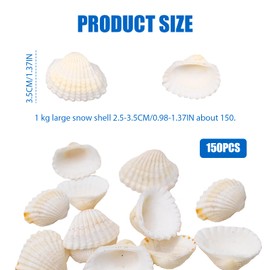 TULEBOLIAN 150 Pcs Small Tiny Sea Shells, 0.98-1.37in, Natural Seashell, White Clam, for Crafting, Crafts DIY Painting Beaching Wedding Decoration, Beach Natural Shells Bulk, Vase Filler