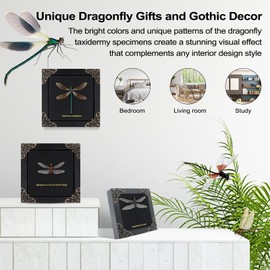 Dragonfly Framed Decoration Handmade Taxidermy Damselfly Shadow Box Collection Framed Dragonfly Taxidermy for Gothic Home Decor-Epophthalmia elegans