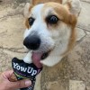Yow Up! Yogurt Natural Perro 115 Gr Prebioticos