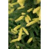 Golden Oriental Spruce 2 - Year Live Plant