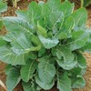 Collard Seeds - Georgia Southern - 1 Ounce - Vegetable