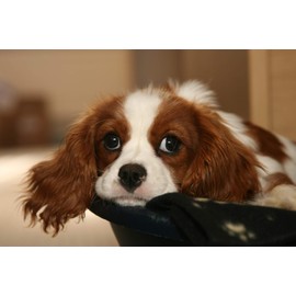 Dog Joint Supplement Chews - Ultra Dog Vitamins - Premium Vitamin and Minerals - Healthy Solution - Dog Energy Treats - 120 Treats (1 Bottle)