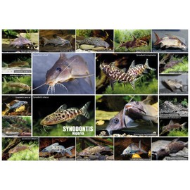 Aqualog Fold Poster SYNODONTIS in Nigeria (West African Catfish)