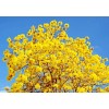 Seed-Top 60 YellowTabebuia Seeds Trumpet Tree Handroanthus chrysotrichus Rare Tree