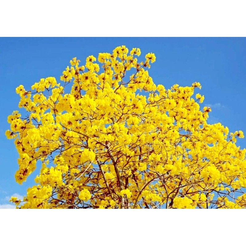 Seed-Top 60 YellowTabebuia Seeds Trumpet Tree Handroanthus chrysotrichus Rare Tree