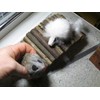 Wooden Bridge Hamster Mouse 22 x 10 cm