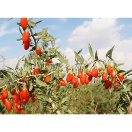 Dried Goji Berries, Gluten-Free, Non-GMO, Vegan, Dried Fruits, Wolfberries, Sulphite-Free, Superfood, Healthy Snacks, Ideal for Baking (Large fruit 17.6oz)