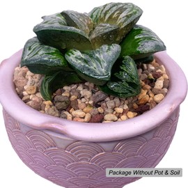 Haworthia Hyb. Silvania Silver Mutica Rare Succulent Plants Live, Pot 3.5" Green Live Plant, Soil & Pot Excluded, Garden Indoor Office Desk, Wedding Party Baby Shower Decor, Friend Plant Lovers Gifts