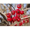 live plant Two plants 2-3 year old Washington hawthorn (Crataegus