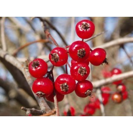 live plant Two plants 2-3 year old Washington hawthorn (Crataegus phaenopyrum)