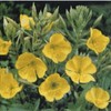 Evening Primrose Seeds, Oenothera biennis