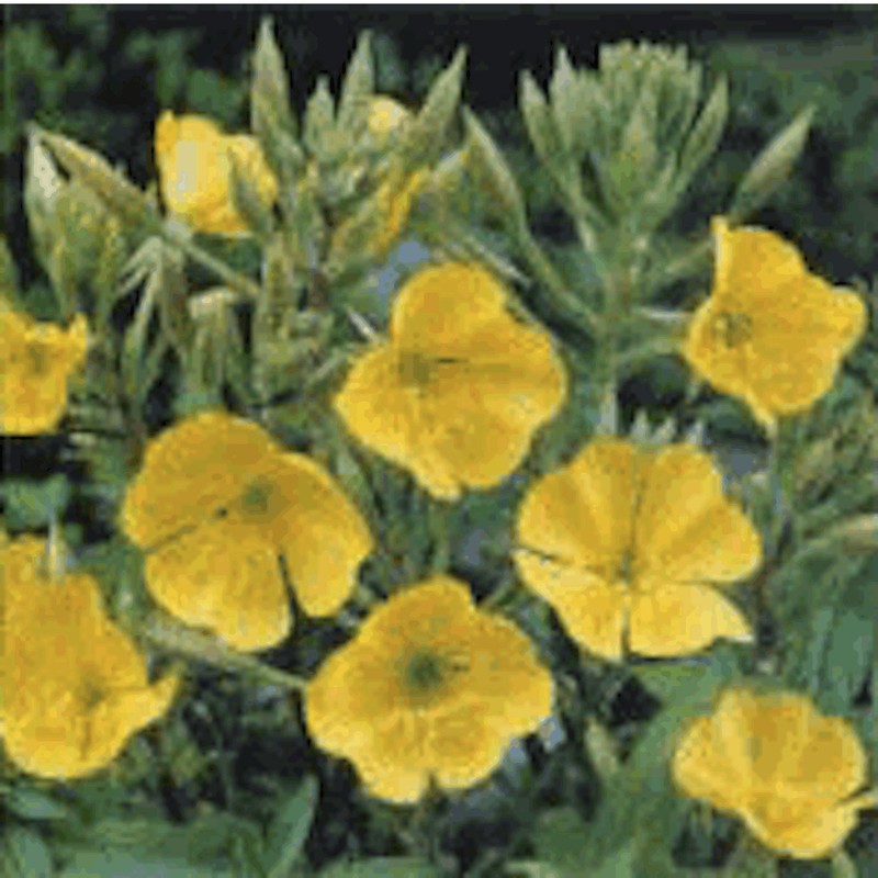 Evening Primrose Seeds, Oenothera biennis