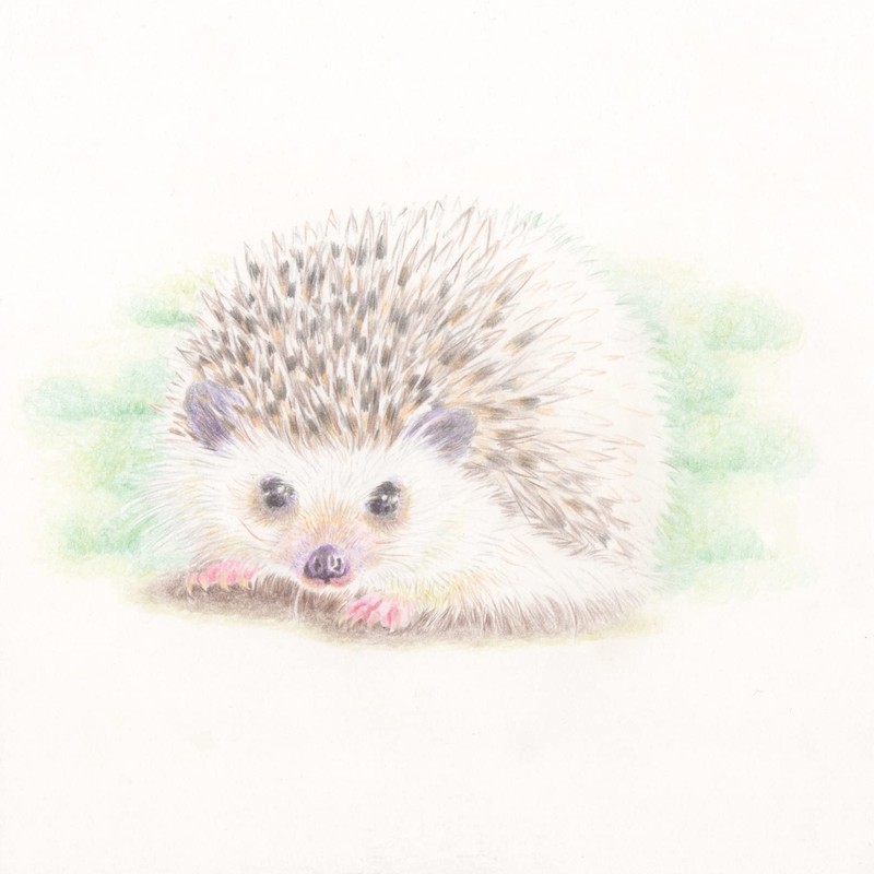 Tombow CB-NQ24C Colored Pencils, NQ, 24 Colors