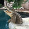 ABOOFAN Floating Crocodile Head Ornament Realistic Pond Decor for Pool