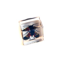 REALBUG Real Lantern Fly with Wings Open in an Acrylic Cube with Magnet