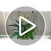 Cute Frog Plant Support Clips - 5Pcs Plant Stand Set
